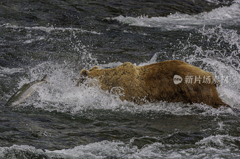 阿拉斯加棕熊，北极熊，捕捞红鲑鱼，Oncorhynchus nerka，布鲁克斯河和瀑布，卡特迈国家公园，阿拉斯加。在布鲁克斯河瀑布捕鲑鱼。